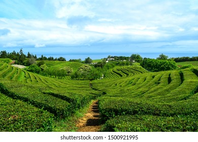 Gorreana Tea plantation in Sao Miguel