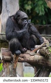 Gorrila From Africa Forest Tropical