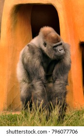 Gorrila Sat In Front Of Its Hut