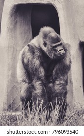 Gorrila Sat In Front Of Its Hut