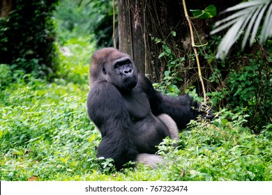 Gorrila Sitting In The Garden