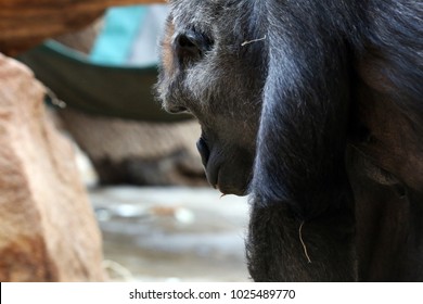 Gorrila From Zoo Of Prague