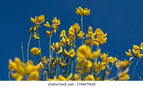 Gorse in bloom with the sky in the background