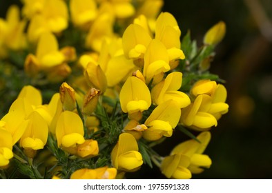 Gorse, or Furze, is one of the earliest flowering plants in early spring. They give a vivid splash of colour to show that winter is on it's way out!