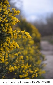 Gorse Growing At The Site Of Special Scientific Interest Goss Moor Cornwall