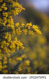 Gorse Growing At The Site Of Special Scientific Interest Goss Moor Cornwall