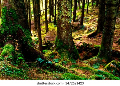 Gortin Glen Forest Park, Northern Ireland