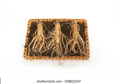 Goryeo[Korean] Ginseng 