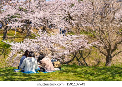 Goryokaku star fort park in springtime cherry blossom full bloom season ( April, May )with clear blue sky sunny day, visitors enjoy the beautiful sakura flowers in Hakodate city, Hokkaido, Japan