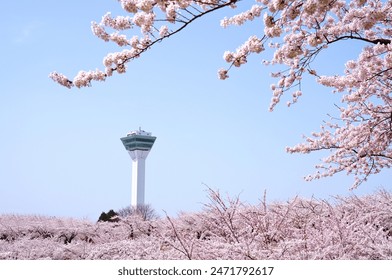 Goryokaku Tower with cherry blossoms blooming during the beautiful spring season within a garden area in Hakodate, Japan. - Powered by Shutterstock