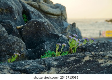 Goseong County, South Korea - November 3, 2024: Resilient purple wildflowers bloom amidst the rugged rocks of Neungpadae, adding a touch of color to the coastal landscape. - Powered by Shutterstock