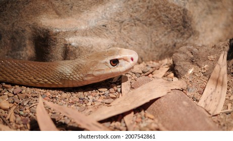 GOSFORD,NSW, AUST- JUL, 22, 2020: close up of a dangerous coastal taipan from northern australia, the third-most venomous land snake in the world