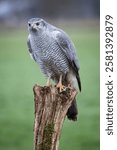 Goshawk (Accipiter gentilis) perched on a fench post, The Netherlands