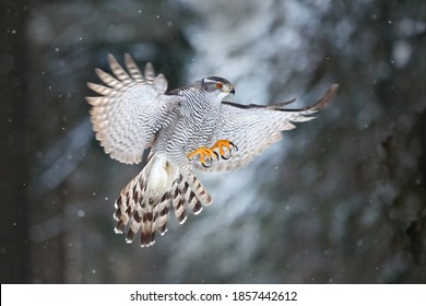 Goshawk flight, Germany. Northern Goshawk landing on spruce tree during winter with snow. Wildlife scene from winter nature. Bird of prey in the forest habitat. - Shutterstock ID 1857442612