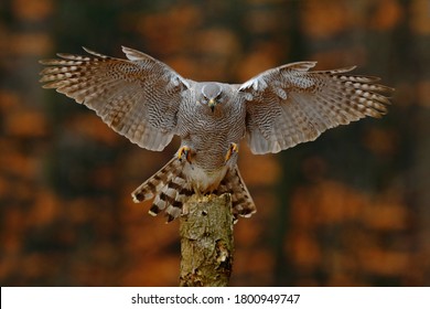 2,067 Grey goshawk Images, Stock Photos & Vectors | Shutterstock