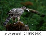 Goshawk predating a Wood Pigeon, Moray Scotland 2023