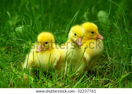 gosling in green grass