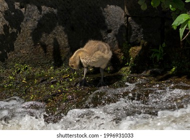 Gosling On The Ashton Canal Near The National Cycling Centre