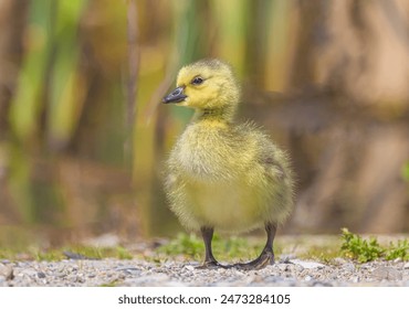 A gosling seen on its own, but close to the parents at the marsh.
