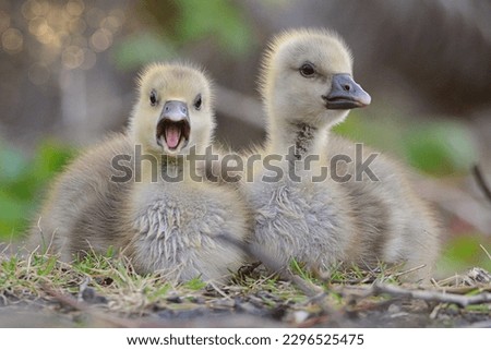 Goslings baby goose (Anser anser)