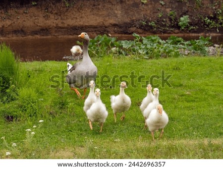 Goslings with a gander walk on the grass