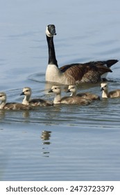 Goslings going out with their mother goose