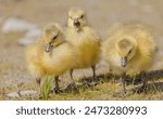 Goslings seen at the marsh and finding their way on their own.