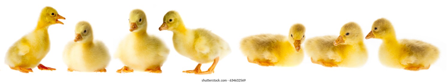 goslings set - collection - Shutterstock ID 634632569