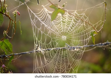 Gossamer In Morning