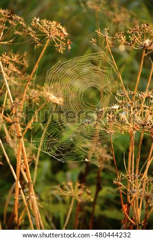 Similar – Foto Bild Gräser im Abendlicht Gras