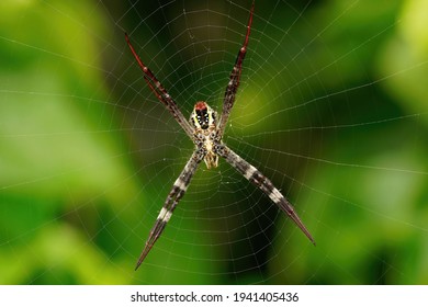 The Gossamer Web Of A Young St Andrew Cross Spider