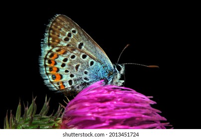 Gossamer Winged Butterflies. Small Colorful Blue Butterfly On Thistle Flower. Selective Focus