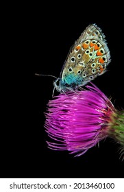 Gossamer Winged Butterflies. Small Colorful Blue Butterfly On Thistle Flower. Selective Focus