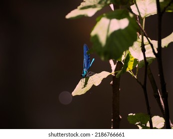 Gossamer Winged Butterfly On Branch