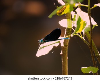 Gossamer Winged Butterfly On Branch