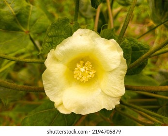 Gossypium Herbaceum Close Up With Fresh Seed Pods.Cotton Boll Hanging On Plant.With Selective Focus On The Subject. Close Up Of White Cotton Flower.Raw Organic Cotton Growing At Cotton Farm