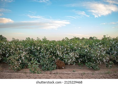 Gossypium Hirsutum, Upland Cotton Or Mexican Cotton.