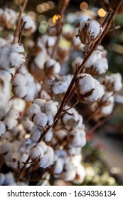 Gossypium Hirsutum Or Upland Cotton Plant In A Vase At The Greek Flowers Shop. Vertical. Close-up. Selective Focus.