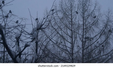 Gothic black raven birds flock on bare leafless branch, many dark crows on tree in winter dusk. Corvus in gloomy mystic melancholic atmosphere of twilight, snow falling. Moody symbol of evil and death