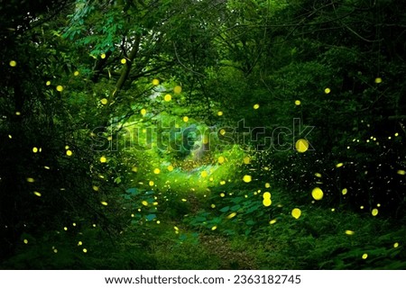 In Gotjawal Forest, a famous tourist attraction on Jeju Island, South Korea, fireflies create a wonderful scenery with beautiful lights.