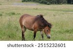 The Gotland Russ or Gotland Pony is an old Swedish breed of pony or small horse. Until the twentieth century it was found only on the small island of Gotland on the south-eastern coast of Sweden.