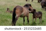 The Gotland Russ or Gotland Pony is an old Swedish breed of pony or small horse. Until the twentieth century it was found only on the small island of Gotland on the south-eastern coast of Sweden.