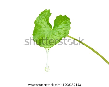 Gotu kola (Centella asiatica) essential oil dripping from fresh leaf isolated on white background. Clipping path.