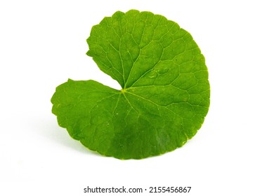 Gotu kola (Centella asiatica) leave isolated on white background. (Asiatic pennywort, Indian pennywort) - Shutterstock ID 2155456867