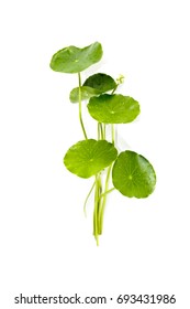 Gotu Kola Close Up