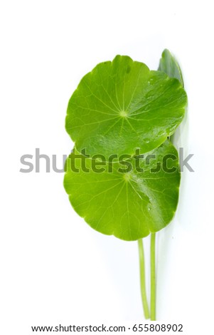 Gotu kola Close up