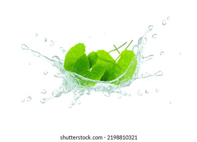 Gotu kola essential oil splash with centella asiatica leaf isolated on white background. - Shutterstock ID 2198810321