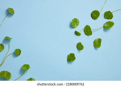 Gotu kola leaf nature decorated with blue background with blank space for product stand advertising , nature content - Shutterstock ID 2180009761