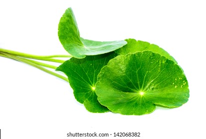 Gotu Kola Leaves