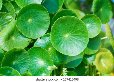 Gotu Kola Leaves